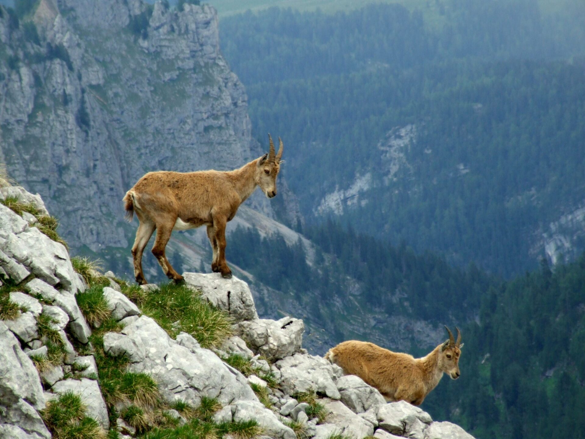 alpenhotel fischer berchtesgaden zwei junge steinboecke im nationalpark berchtesgaden chris peters adobestock 124477665