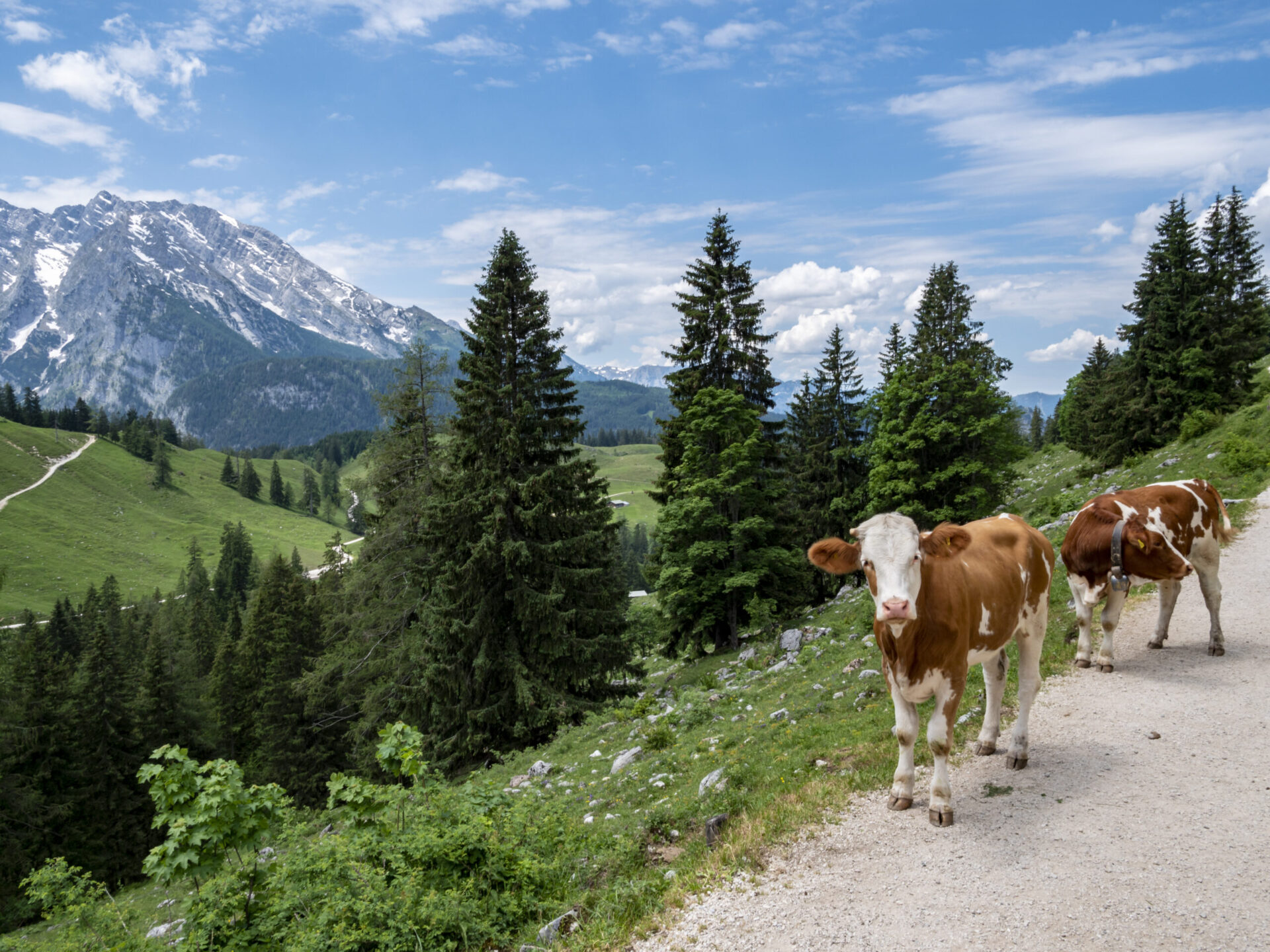 Alpenhotel Fischer, Region, Kühe in den Berchtesgadener Alpen