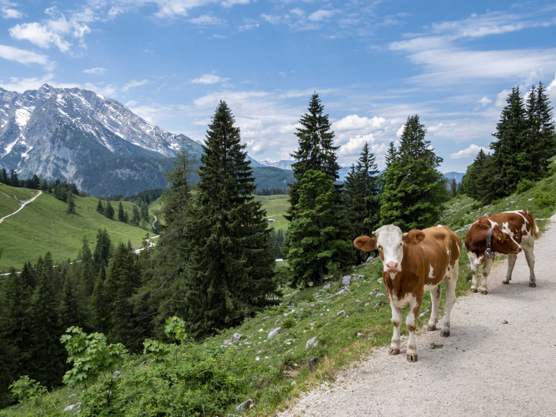 alpenhotel fischer in berchtesgaden region kuehe in den berchtesgadener alpen animaflora picsstock adobestock 275612270