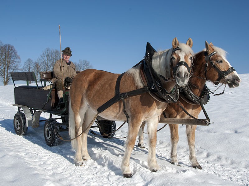 alpenhotel fischer schlitten winter haflinger mma23 as 48887915